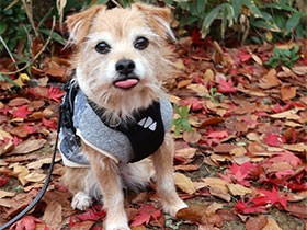 前を見ないと危ないよ　眉毛ふさふさの犬「ぶうた」