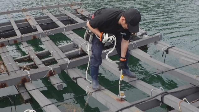 カキ大量死を受け　海水の塩分を24時間計測　データはリスク回避や生産量安定につなげる　岡山