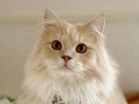 子猫と勘違いするほど痩せ細っていたのに　すっかり美人になった元保護猫「心太郎」