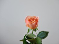 お守りみたいに背中を押してくれる、彼女がくれた「かわいい」の魔法