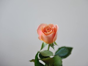 お守りみたいに背中を押してくれる、彼女がくれた「かわいい」の魔法