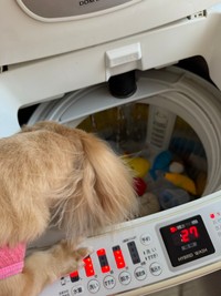 洗濯槽内のオモチャをのぞき込む、らいらちゃん（画像提供：ほんわか姉妹さん）