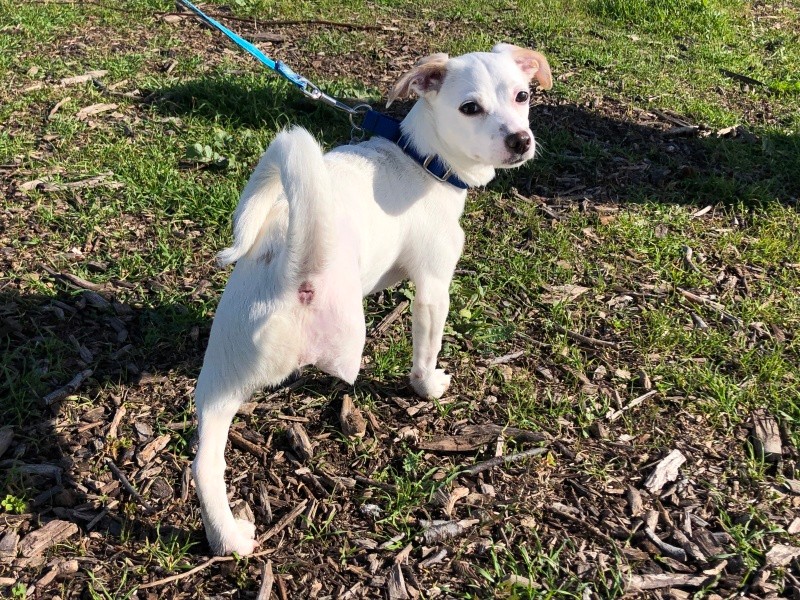 事故後にうまく回復できず後ろ脚を片方切断しなくてはならなかった5カ月の子犬。元気にお散歩