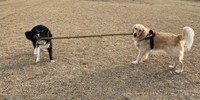 長い竹を引っ張り合うボーダーコリーのたびくん（左）と、ゴールデンレトリバーのぼんくん（右）（画像提供：たびぼんボダ＆ゴルさん）