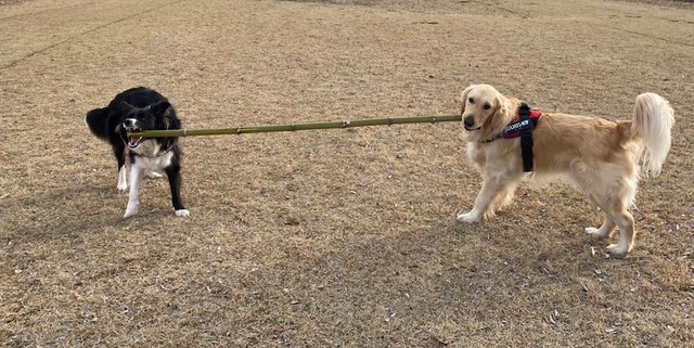 長い竹を引っ張り合うボーダーコリーのたびくん（左）と、ゴールデンレトリバーのぼんくん（右）（画像提供：たびぼんボダ＆ゴルさん）
