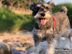 今日もいい一日だね　夕散歩中のミニチュアシュナウザー「はる」