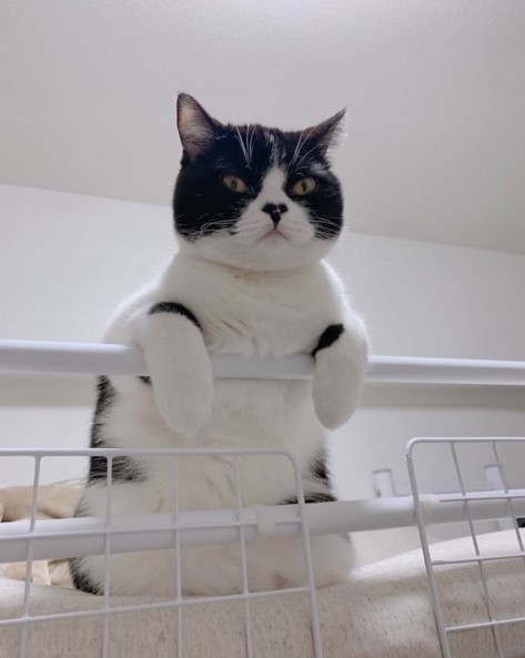 お鼻がチャームポイントです♡（提供）