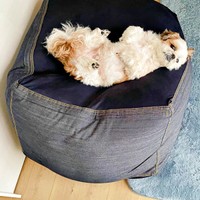 クッション上でまったり過ごすコタロウくん（画像提供：コタロウだよさん）