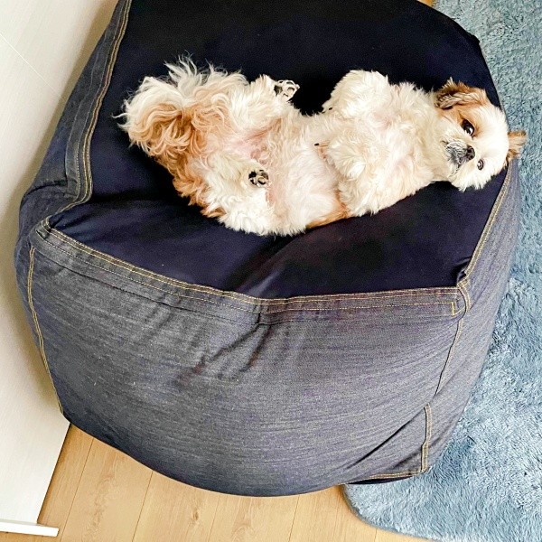 クッション上でまったり過ごすコタロウくん（画像提供：コタロウだよさん）