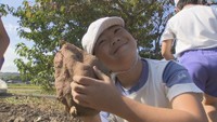 小学生がサツマイモを収穫