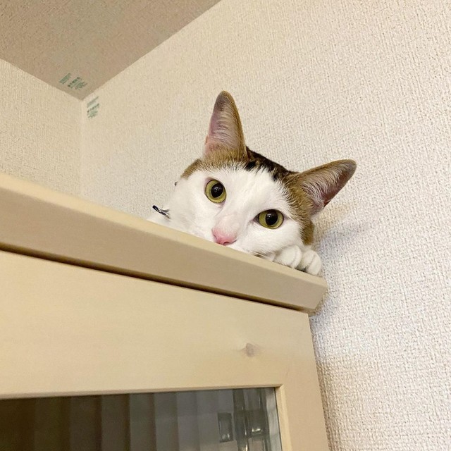 高いところに登るのが大好き