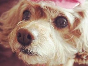 重すぎる愛から逃避？ 愛犬ぷりぷりはツンデレ・トイプー