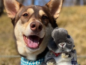 ビビリな犬とハートの強いウサギ　21キロ差の仲良しコンビが家族に幸せをもたらす
