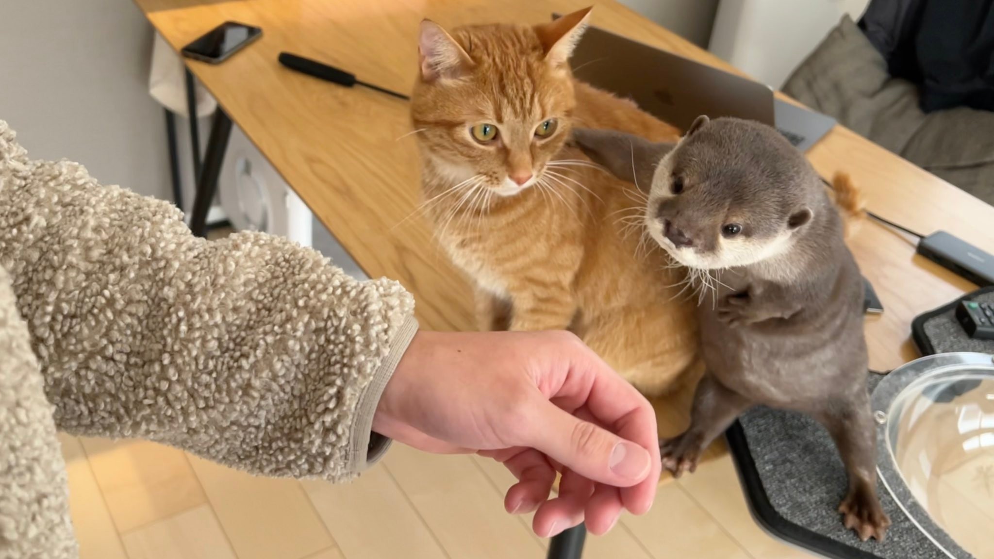 猫おむすび♡カワウソ&ひよこ 猫おむすび♡カワウソ&ひよこ