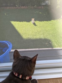 庭に迷い込んできた子猫が話題に（グミちゃんFamilyさん提供）