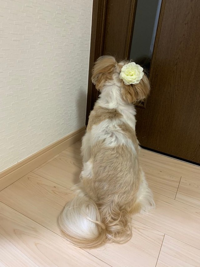 お嬢様風の後ろ姿のこじろうくん（提供：こじろうのかいぬしさん）