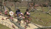 にぎわい少しずつ戻る岡山後楽園　桜の開花まもなく