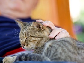 愛猫との最期の別れ、納得いく方法で　遺体ケアと葬儀の種類