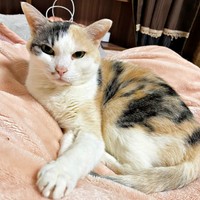 毛布の上でくつろぐウララちゃん（画像提供：リキペペさん）