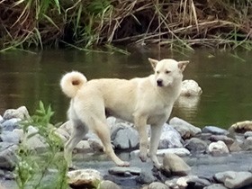 捨て犬が野生化？　京都の桂川河川敷で増える野犬、殺処分も