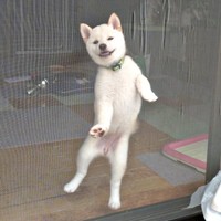 まるでダンサー！？ 網戸越しに飼い主さんを見つめる米子ちゃん（画像提供：白柴米子（こめこ）さん）