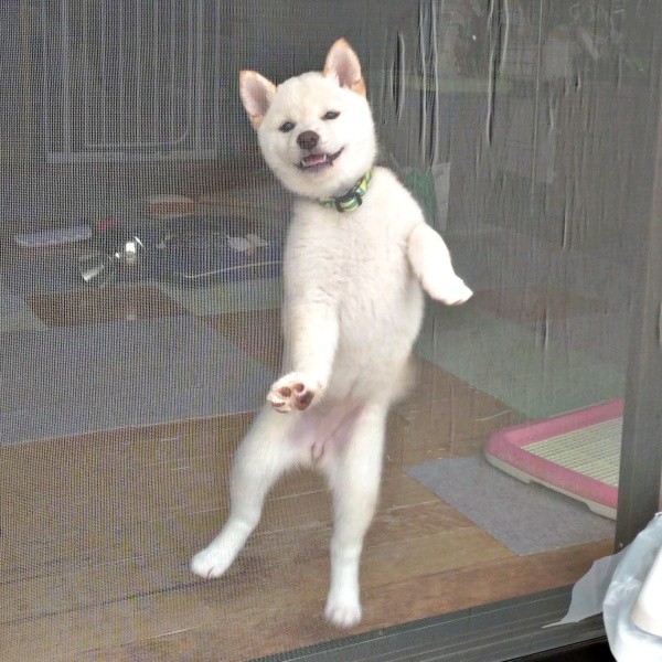 まるでダンサー！？ 網戸越しに飼い主さんを見つめる米子ちゃん（画像提供：白柴米子（こめこ）さん）
