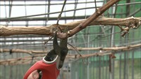 マスカットのせん定作業　不要な枝を切り大きく育て！岡山・倉敷市