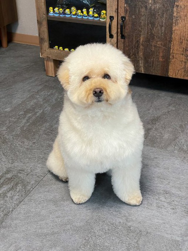 乗るのは無理だけど…とても可愛らしいぺんたくん！（画像提供：ぺんたさん)