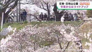 宮城・石巻市の桜の名所　日和山公園の桜が満開に　１２日夜からライトアップ