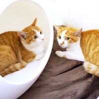 保護当日、向かい合って周囲の様子をうかがうの金貨ちゃん（左）と小判ちゃん（右）（画像提供：ネコにごはんさん）