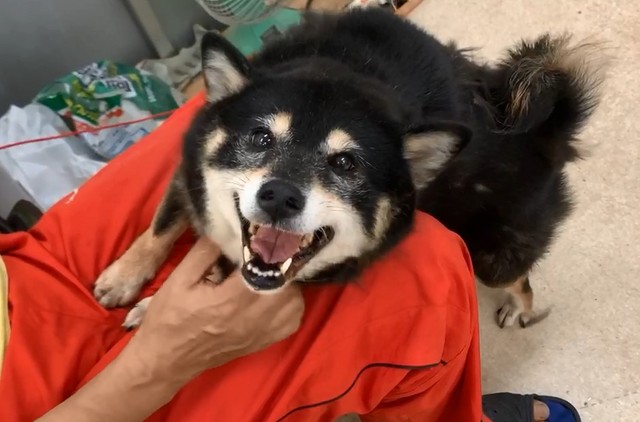 かみつく犬も訓練を経て、代表理事になつくようになったという（「レスキュードアニマルネットワーク」提供）