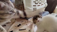 初対面で、実の子であるよもぎちゃんに猫パンチするわらびパパ（動画からキャプチャー／提供：わらよも！アメショわらび&スコよもぎ さん）