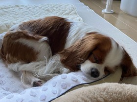 お散歩を楽しみすやすや熟睡中　キャバリアキングチャールズスパニエル「マルコ」