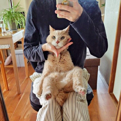 大好きな飼い主さんとツーショット!  お膝にちょこんと座るボアくん（画像提供：sachiさん）