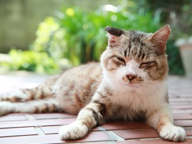 庭猫「スンスン」あまりに突然の別れ　最後にそっとなでると悲しみがこみ上げた