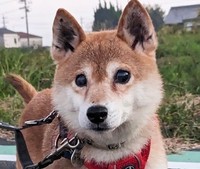 高齢者の飼い主から「飼えない」と手放されることになったあさつゆちゃん