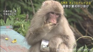 またもサルが出没　宮城・石巻市　住民から不安の声