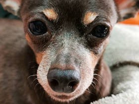 繁殖犬を保護した知人と“繁殖犬ママ友トーク”　愛犬たちの悲しい共通点に涙