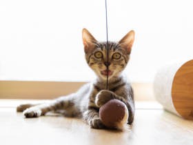 譲渡希望者多数の子猫兄妹　２匹のトライアルを勝ち取った夫妻のプレゼンテーション術