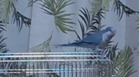 KSBの黒瀬カメラマンの家で飼われている「ぴーちゃん」