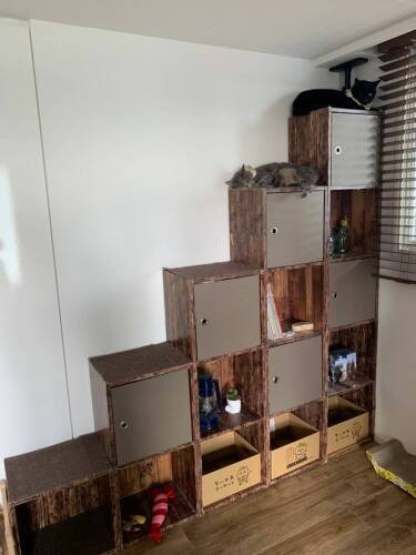 現在、本棚はこんなキャットステップに変身（恵里さん提供）