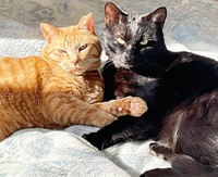 ぴったり寄り添う（左から）ちゃとくんとてんてんくん（画像提供：ハミィさん）