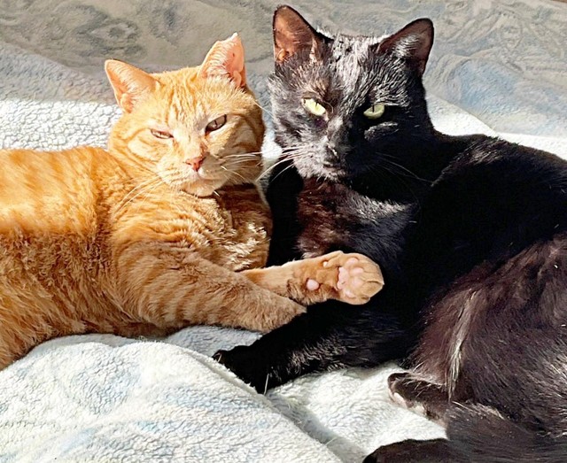 ぴったり寄り添う（左から）ちゃとくんとてんてんくん（画像提供：ハミィさん）