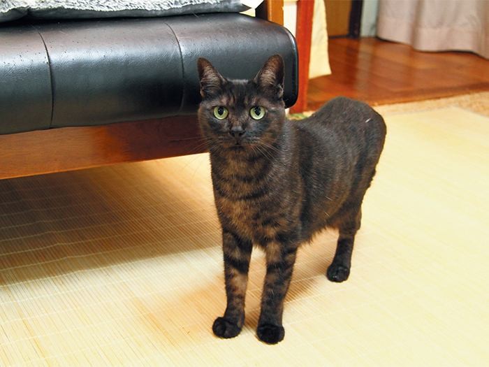 愛嬌たっぷりピーちゃんもみんな里親募集でやってきた縁