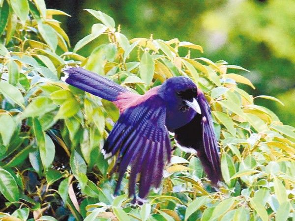 S*i様 単衣 縮緬 紅型 正絹 藍の素敵な鳥 U-8687 単衣 縮緬 紅型 正絹 藍の素敵な鳥 U-8687