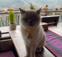 大自然をバックにお出迎えしてくれる猫ちゃん（提供：ゆゆさん）