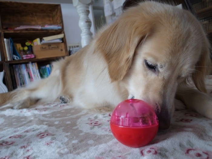 知育玩具も上手に使えます