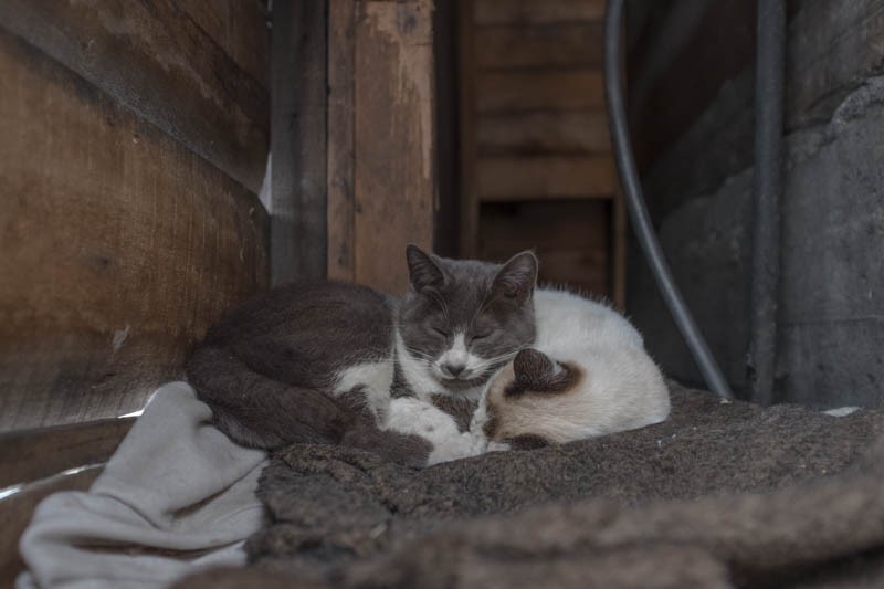 『ゆきねこ』より　(吉田裕吏洋　撮影 / 北海道新聞社)