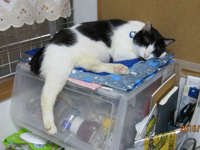 ＦＩＰ発症前に定位置でくつろいで寝ていた様子