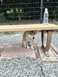 水に濡れるのが苦手な粉雪ちゃん。ベンチ下に隠れて雨宿り